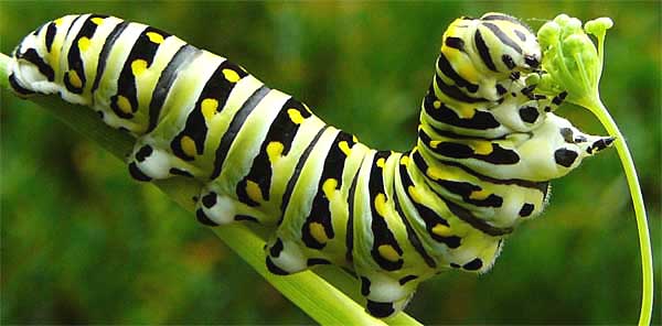 green black caterpillar